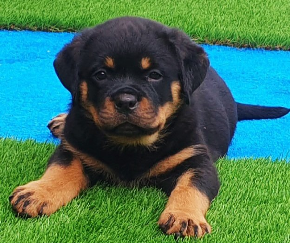 Cachorros Rottweiler - Kinderbull Cachorros Rottweiler - Kinderbull