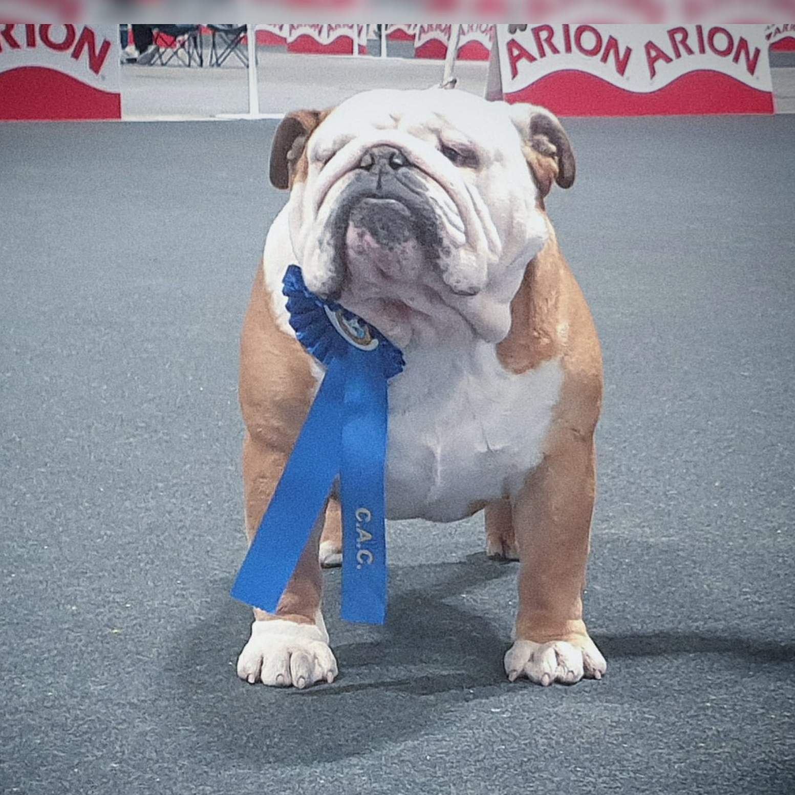Zeus IV de Breogan - Kinderbull - Rottweiler Exturion Bull Lars Ulrich - Kinderbull - Bulldog Inglés