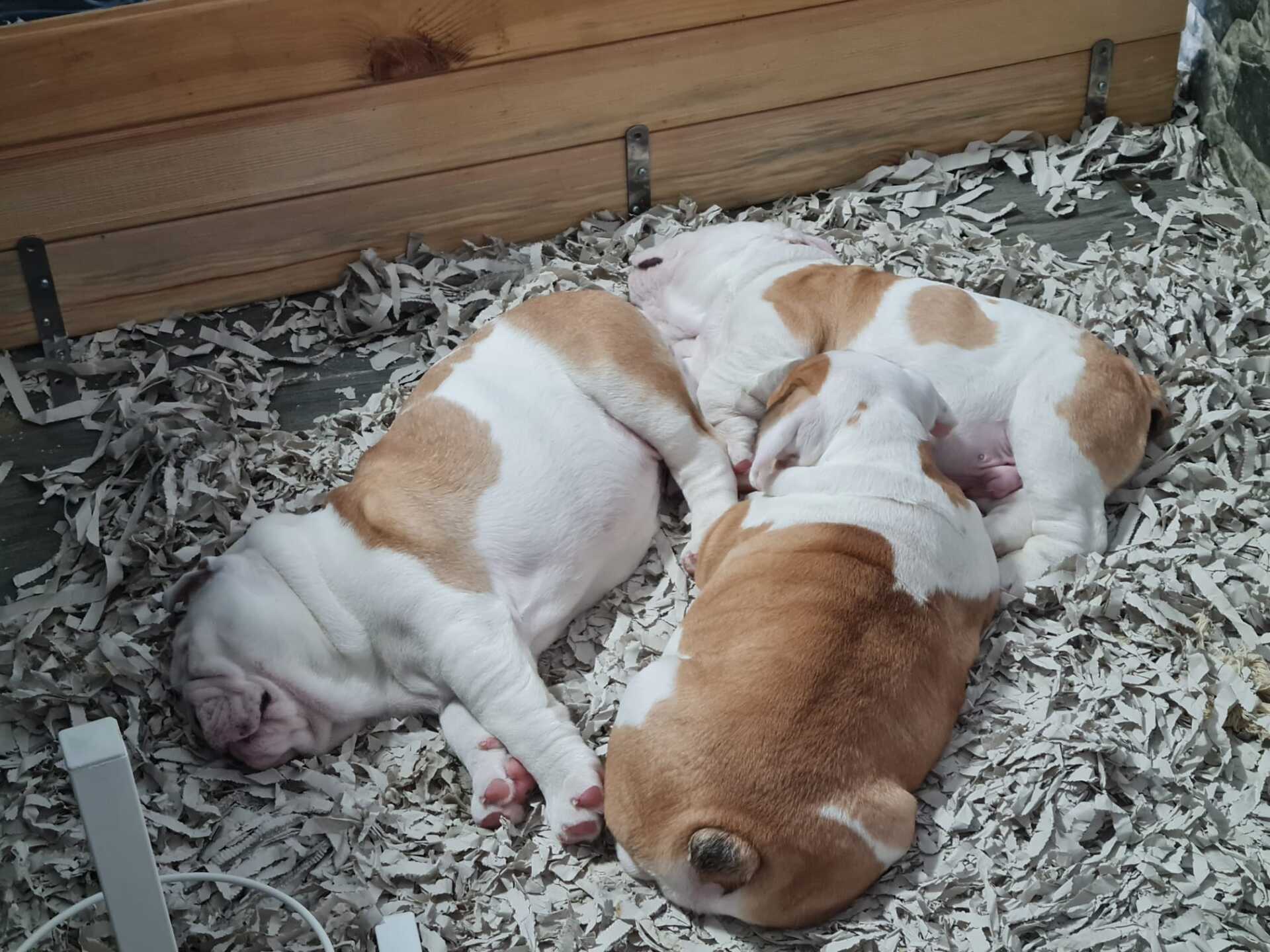 Cachorros Bulldog Inglés - Kinderbull Cachorros Bulldog Inglés - Kinderbull