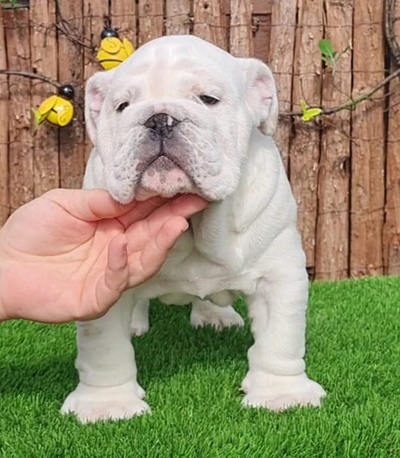 Cachorros Bulldog Inglés - Kinderbull Cachorros Bulldog Inglés - Kinderbull