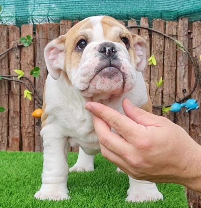 Kinderbull Trini Kwan - Kinderbull - Bulldog Inglés Kinderbull Trini Kwan - Kinderbull - Bulldog Inglés