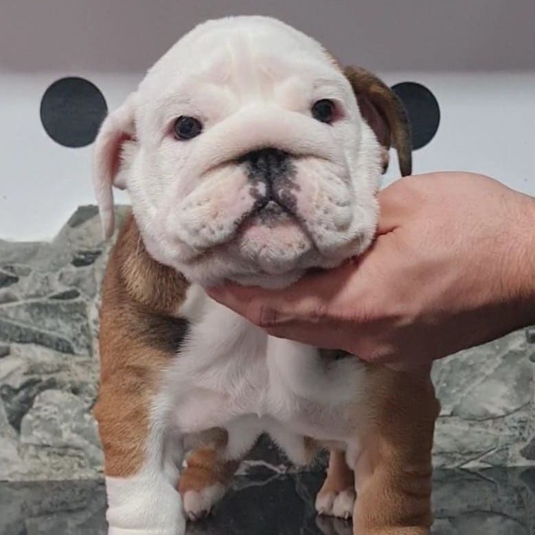 Kinderbull Lemon Cake - Kinderbull - Bulldog Inglés Kinderbull Lemon Cake - Kinderbull - Bulldog Inglés