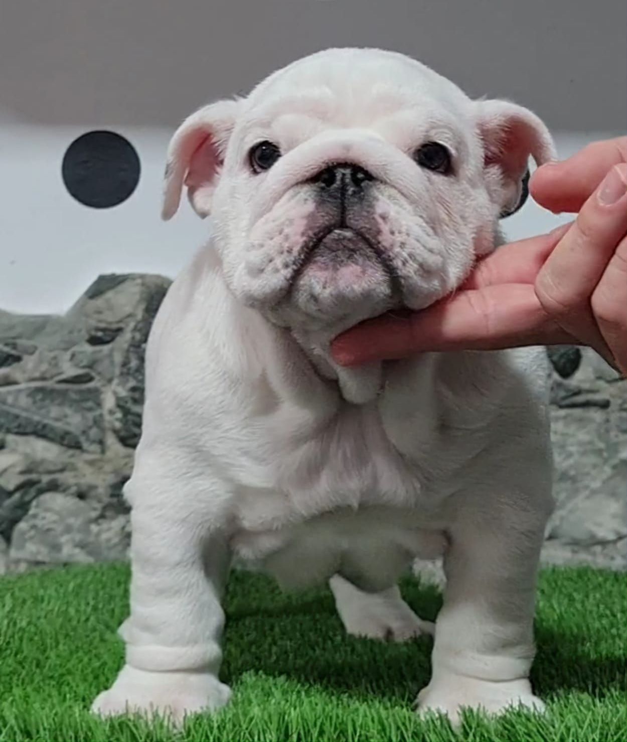 Kinderbull Dream Come True - Kinderbull - Bulldog Inglés Kinderbull Dream Come True- Kinderbull - Bulldog Inglés