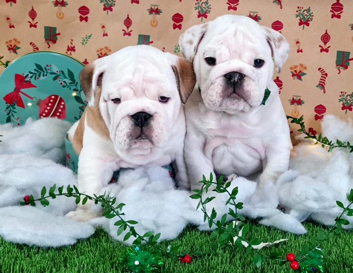 Cachorros Bulldog Inglés  - Kinderbull Cachorros Bulldog Inglés  - Kinderbull