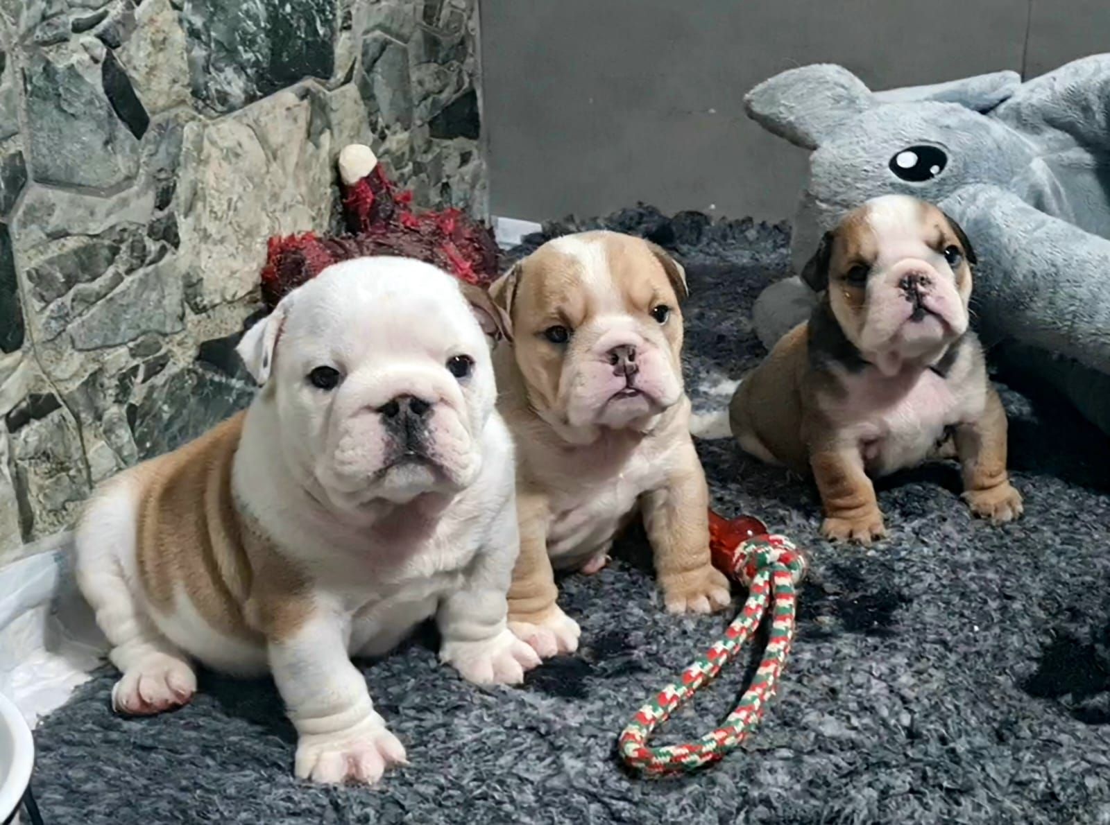 Cachorros Bulldog Inglés - Kinderbull Cachorros Bulldog Inglés - Kinderbull