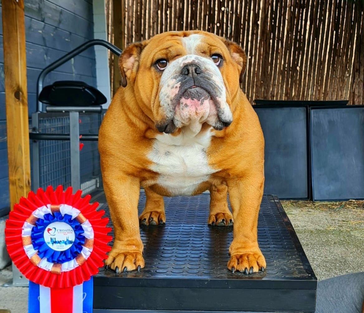 Kinderbull - Bulldog Inglés Kinderbull - Bulldog Inglés