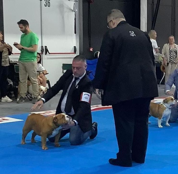 Kinderbull - Blenhiemstar Who Loved Me - Bulldog Inglés Kinderbull - Blenhiemstar Who Loved Me - Bulldog Inglés