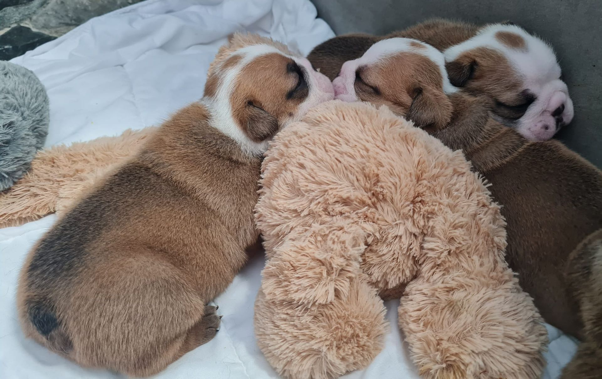 Cachorros Bulldog Inglés - Kinderbull Cachorros Bulldog Inglés - Kinderbull