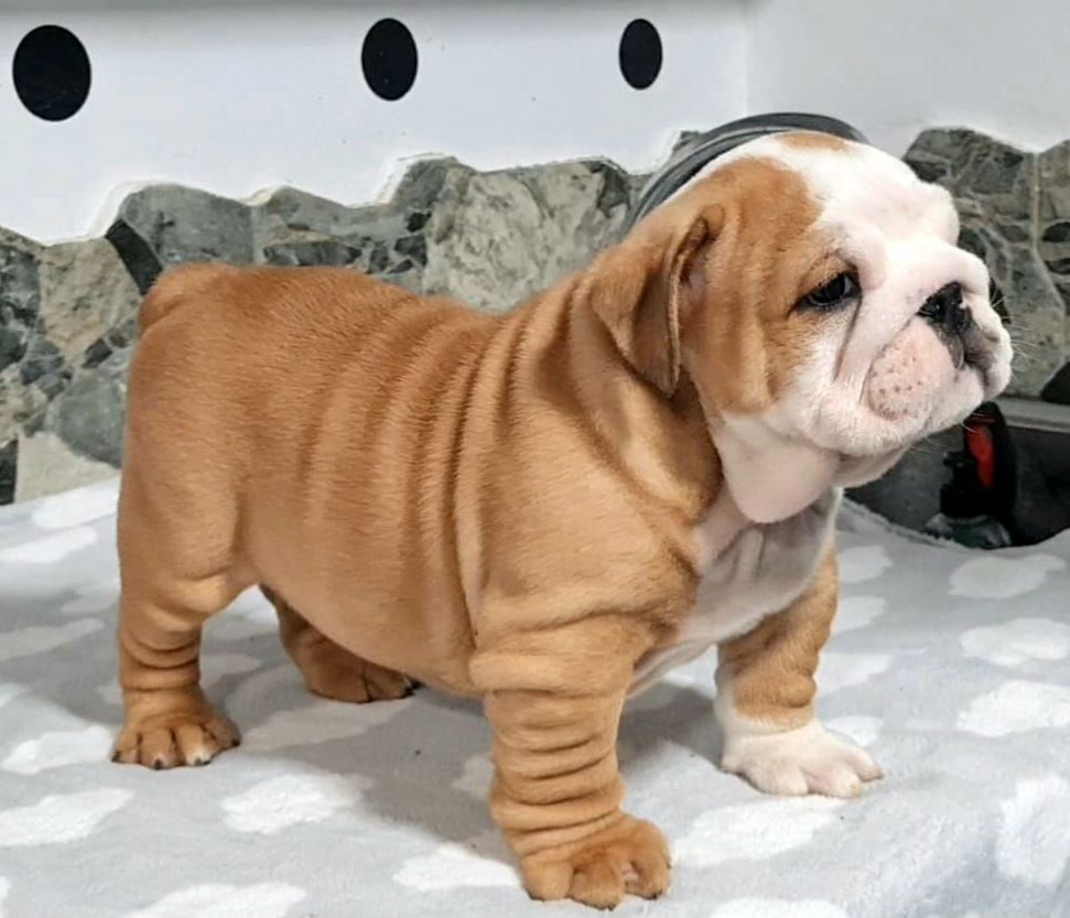 Kinderbull Master of Puppies - Kinderbull - Bulldog Inglés Kinderbull Master of Puppies - Kinderbull - Bulldog Inglés