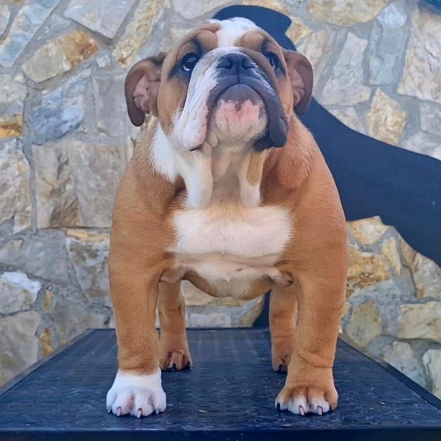 Kinderbull Rebel Girl - Kinderbull - Bulldog Inglés Kinderbull Rebel Girl - Kinderbull - Bulldog Inglés