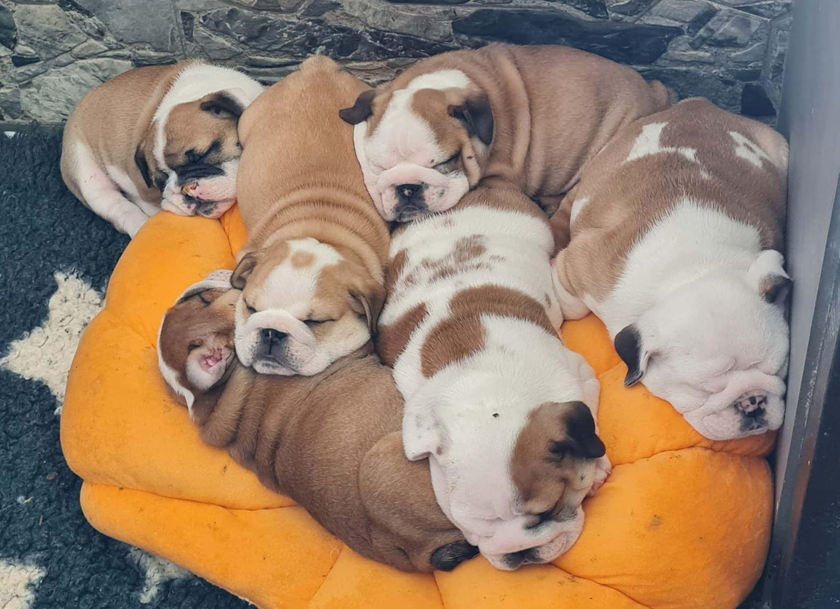 Cachorros Bulldog Inglés - Kinderbull Cachorros Bulldog Inglés - Kinderbull