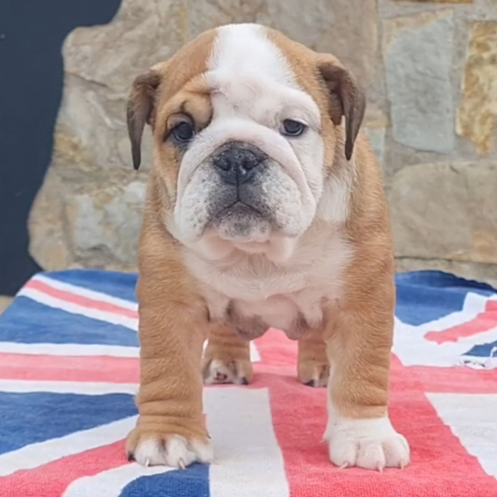 Cachorros Bulldog Inglés - Kinderbull Cachorros Bulldog Inglés - Kinderbull