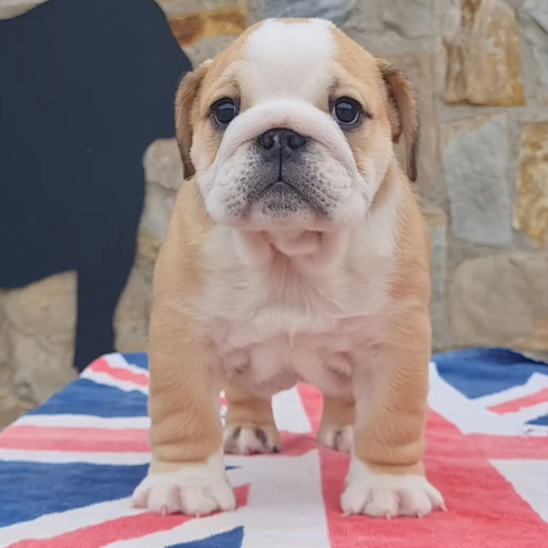 Cachorros Bulldog Inglés - Kinderbull Cachorros Bulldog Inglés - Kinderbull