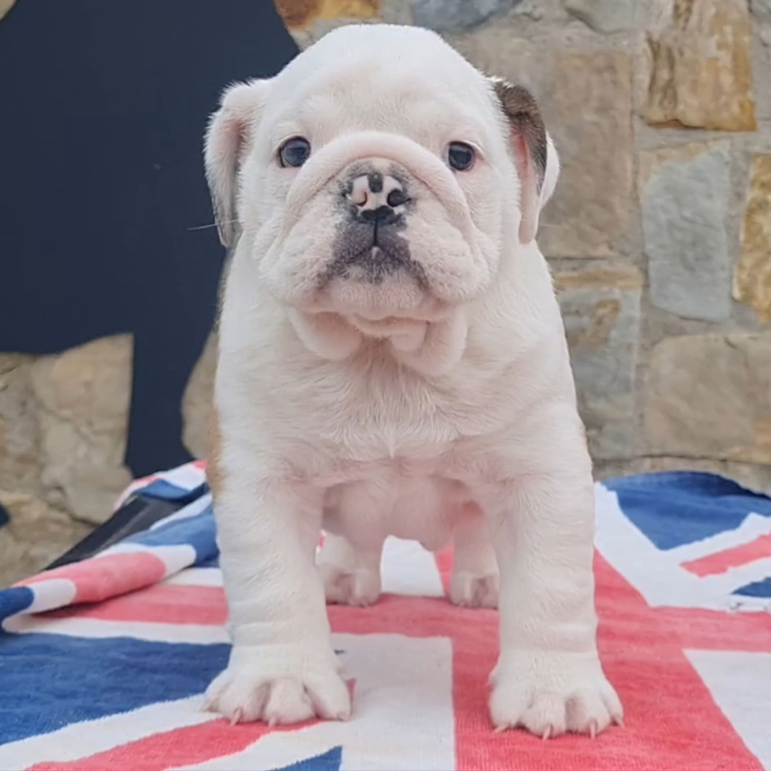 Cachorros Bulldog Inglés - Kinderbull Cachorros Bulldog Inglés - Kinderbull