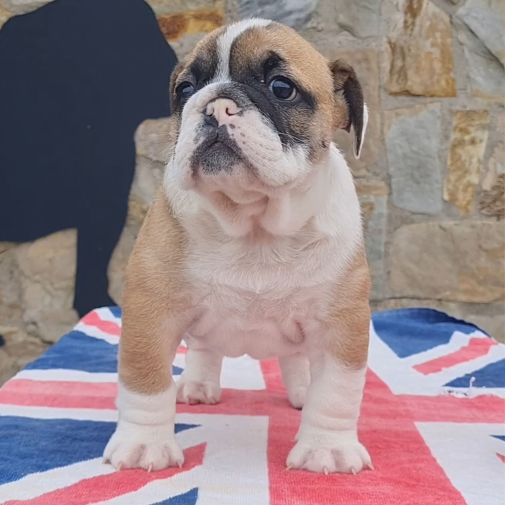 Cachorros Bulldog Inglés - Kinderbull Cachorros Bulldog Inglés - Kinderbull