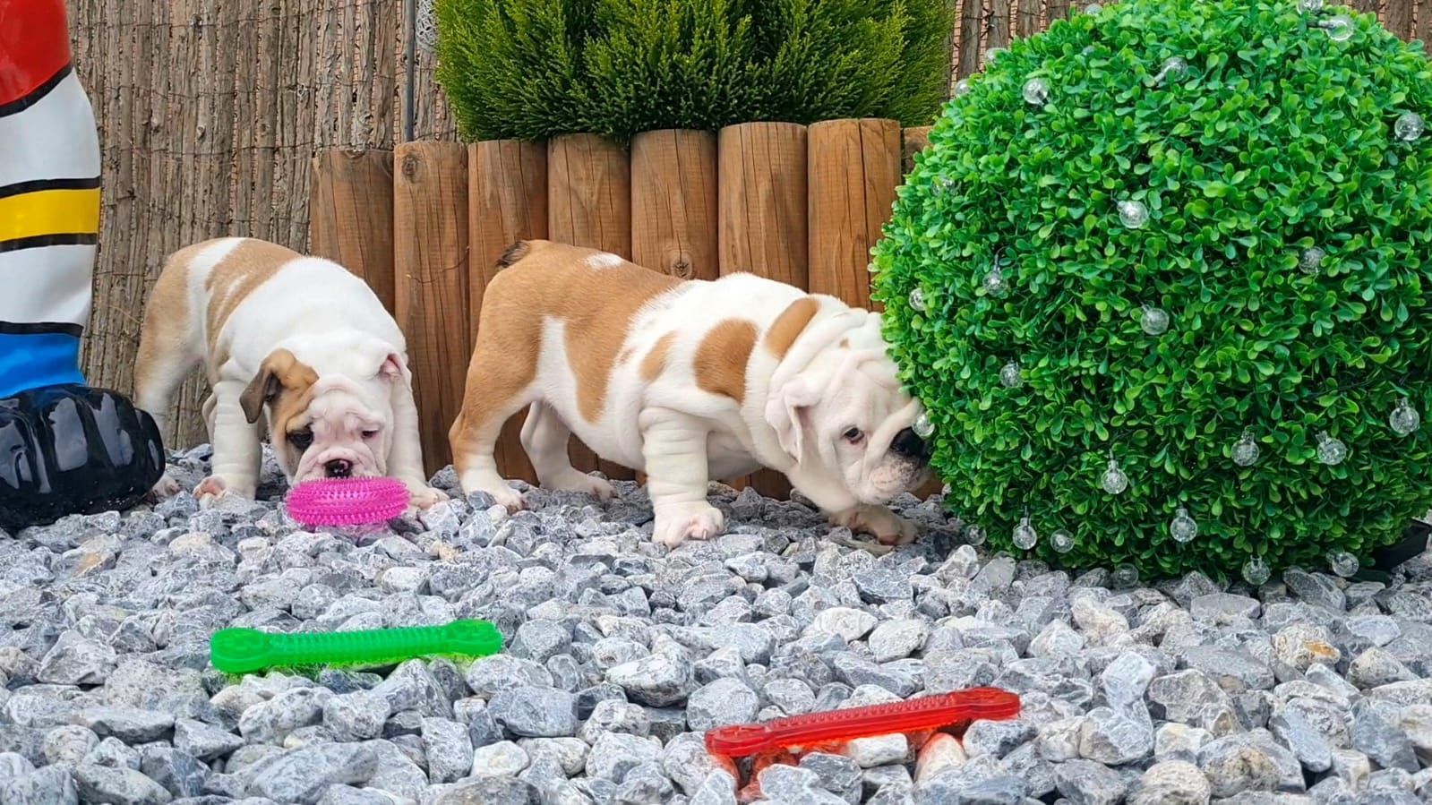 Cachorros Bulldog Inglés - Kinderbull Cachorros Bulldog Inglés - Kinderbull
