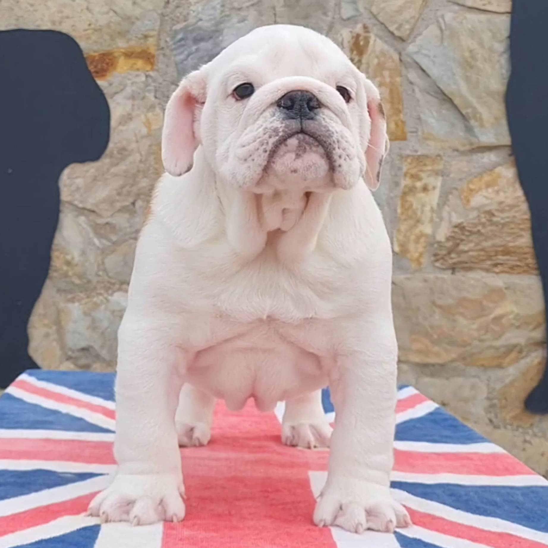 Cachorros Bulldog Inglés - Kinderbull Cachorros Bulldog Inglés - Kinderbull