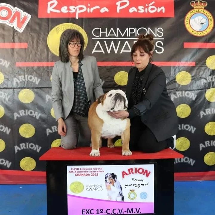 Zeus IV de Breogan - Kinderbull - Rottweiler Exturion Bull Lars Ulrich - Kinderbull - Bulldog Inglés