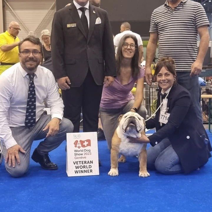 Club Bulldog Bélgica - Kinderbull - Bulldog Inglés Club Bulldog Bélgica - Kinderbull - Bulldog Inglés