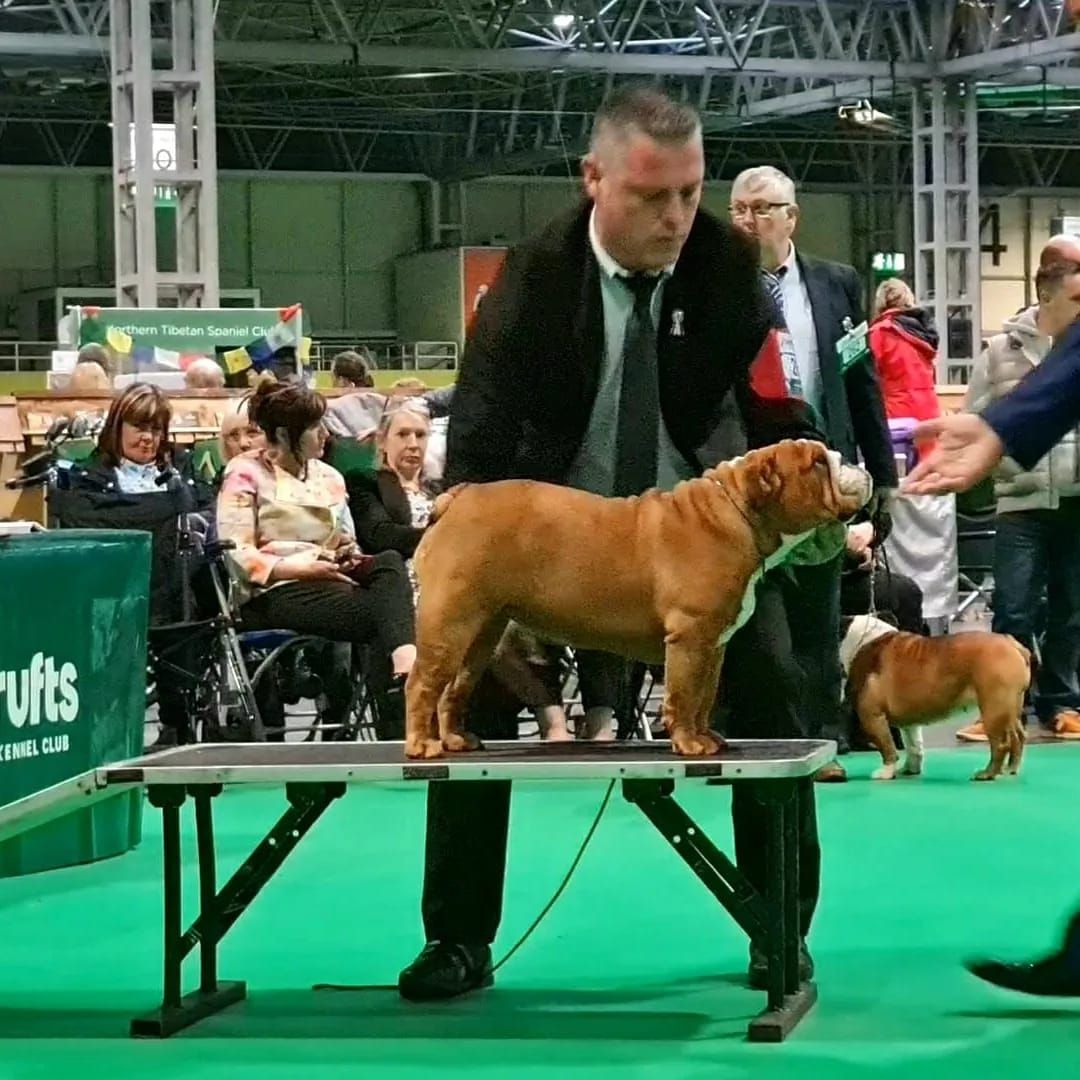 Club Bulldog Bélgica - Kinderbull - Bulldog Inglés Club Bulldog Bélgica - Kinderbull - Bulldog Inglés