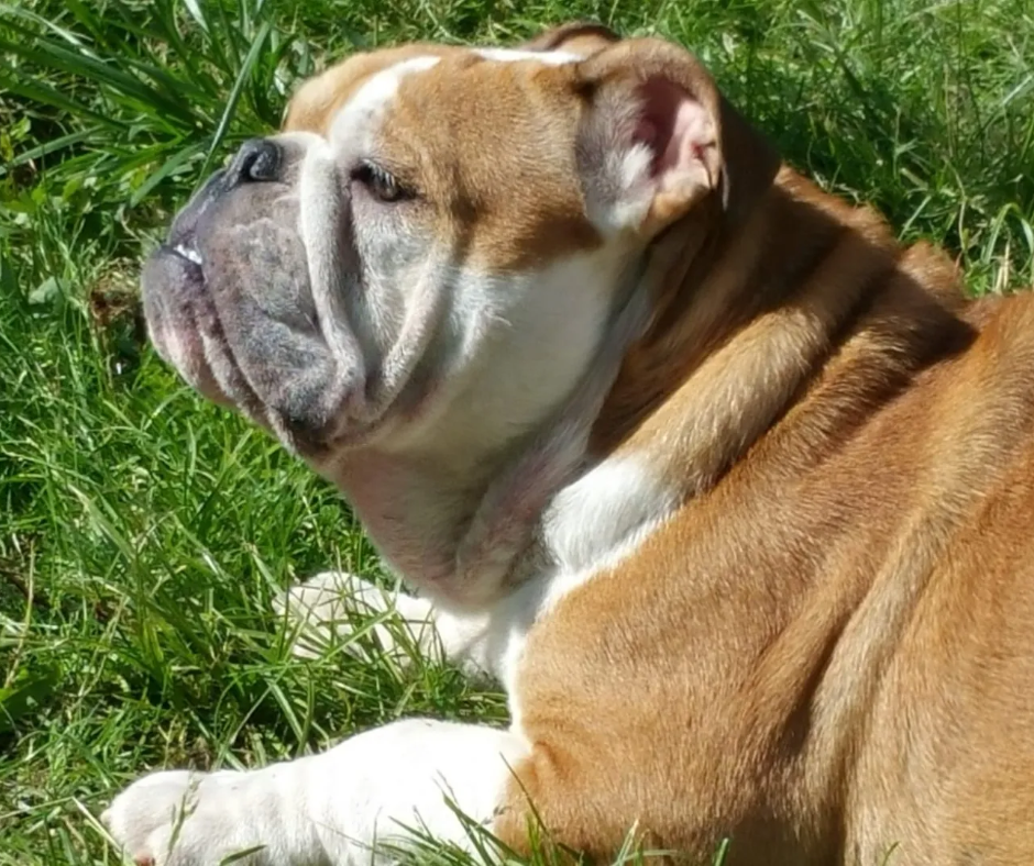 Exturion Bull Dover - Kinderbull Exturion Bull Dover - Kinderbull