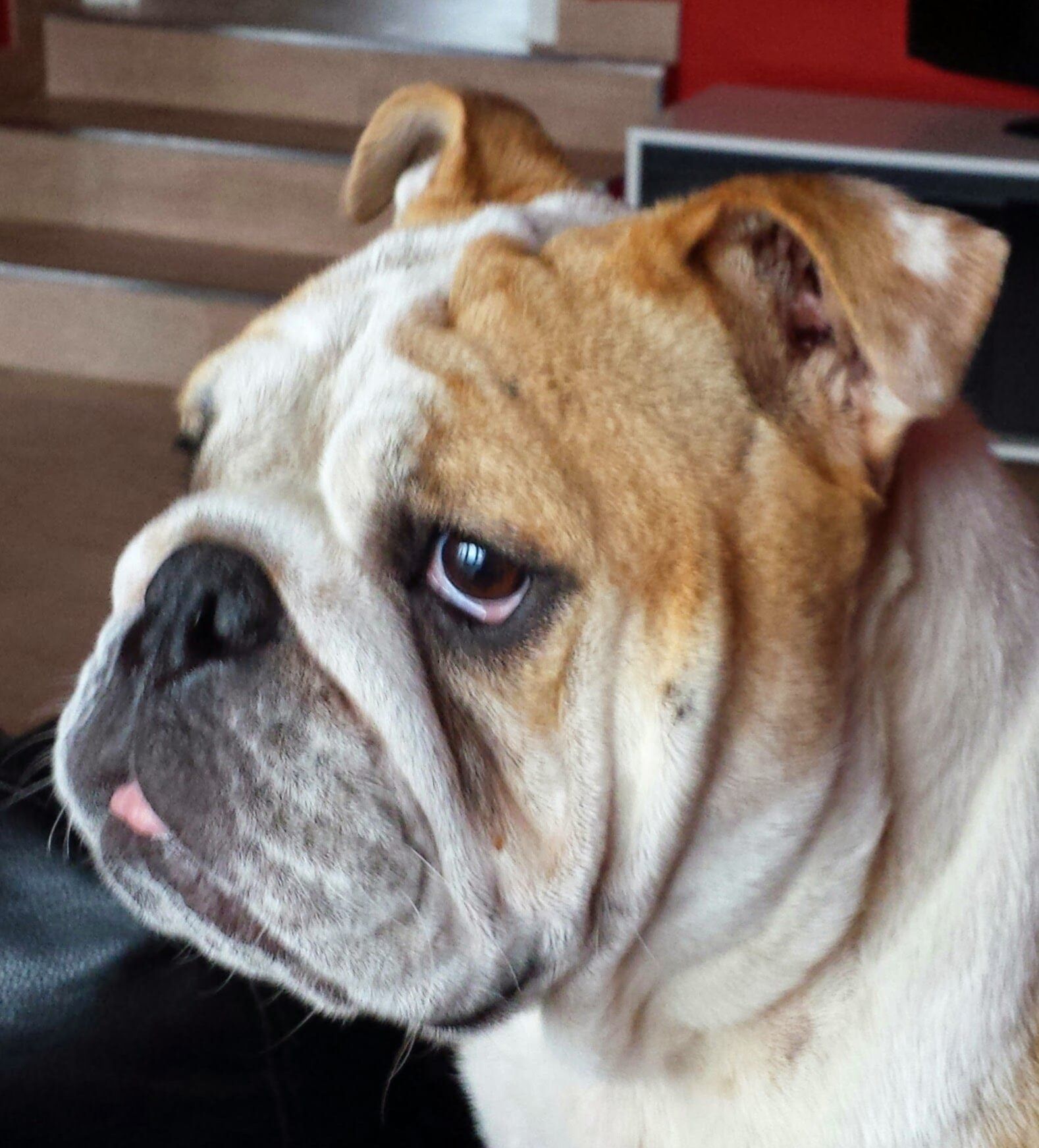 Desirebull Zalamera - Kinderbull - Bulldog Inglés Desirebull Zalamera - Kinderbull - Bulldog Inglés