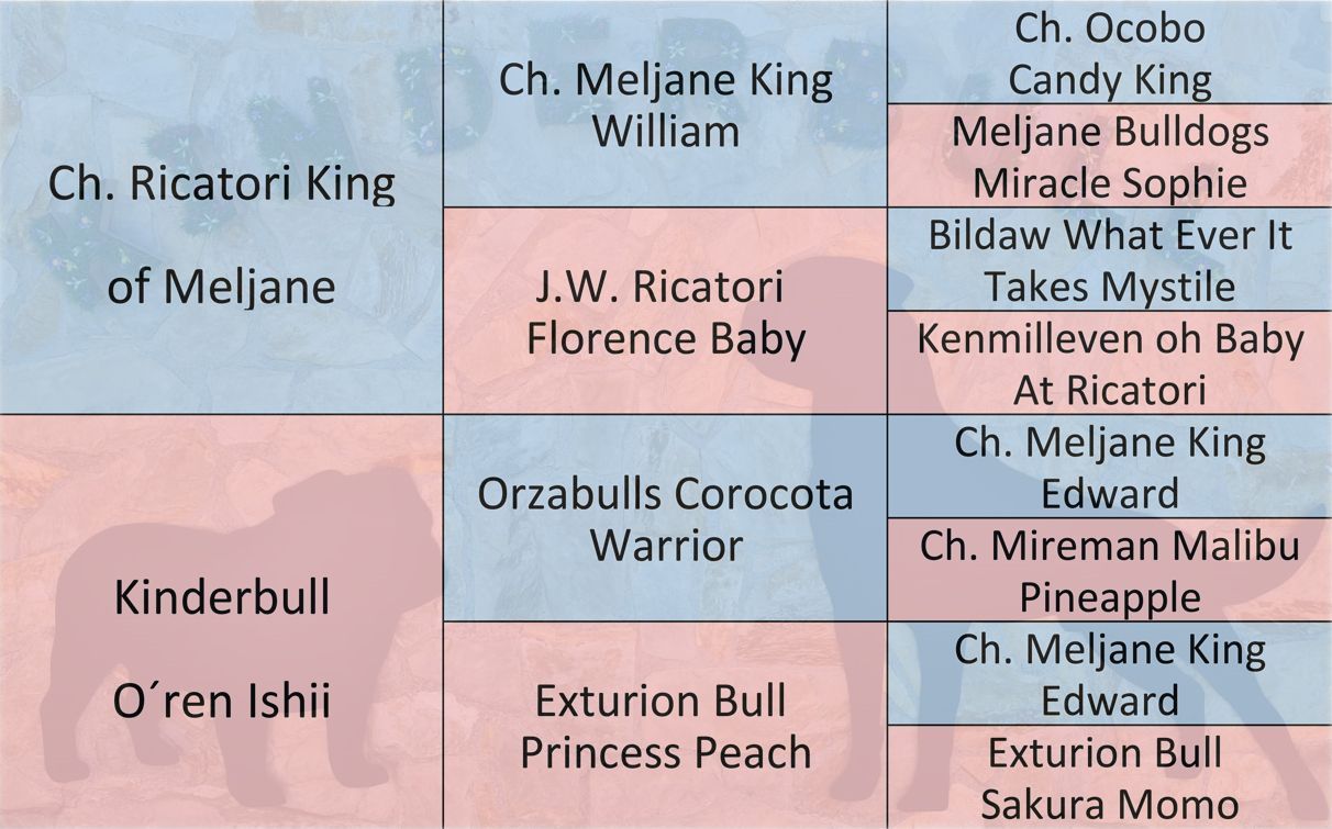 Kinderbull Tequila Sunrise - Kinderbull - Bulldog Inglés Kinderbull Tequila Sunrise - Kinderbull - Bulldog Inglés