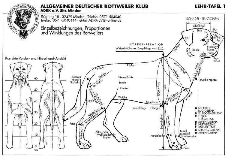 ADRK Rottweiler tamaño y peso ADRK Rottweiler tamaño y peso