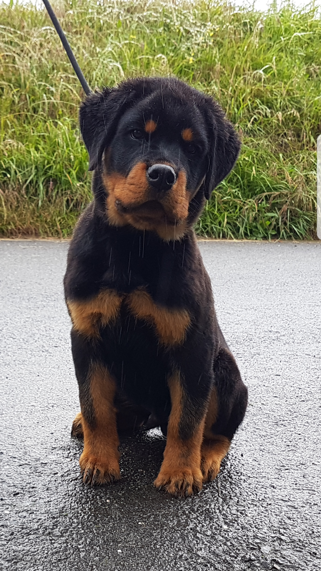 Cachorros Rottweiler - Kinderbull - Zeus IV de Breogan X Eli de Breogan Cachorros Rottweiler - Kinderbull - Zeus IV de Breogan X Eli de Breogan
