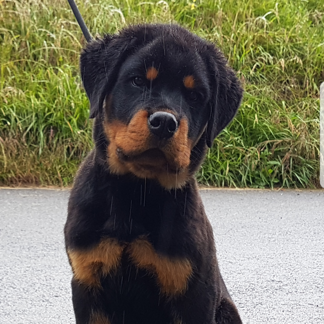 Cachorros Rottweiler - Kinderbull - Zeus IV de Breogan X Eli de Breogan Cachorros Rottweiler - Kinderbull - Zeus IV de Breogan X Eli de Breogan