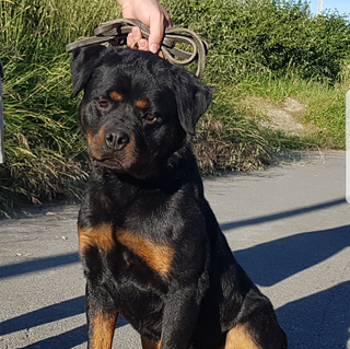 Ch. J. Emma I de Breogan - Rottweiler  - Kinderbull Ch. J. Emma I de Breogan - Rottweiler  - Kinderbull