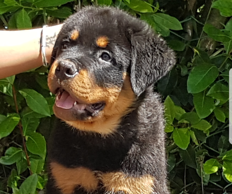 Cachorros Rottweiler - Kinderbull - Zeus IV de Breogan X Emma de Breogan Cachorros Rottweiler - Kinderbull - Zeus IV de Breogan X Emma de Breogan