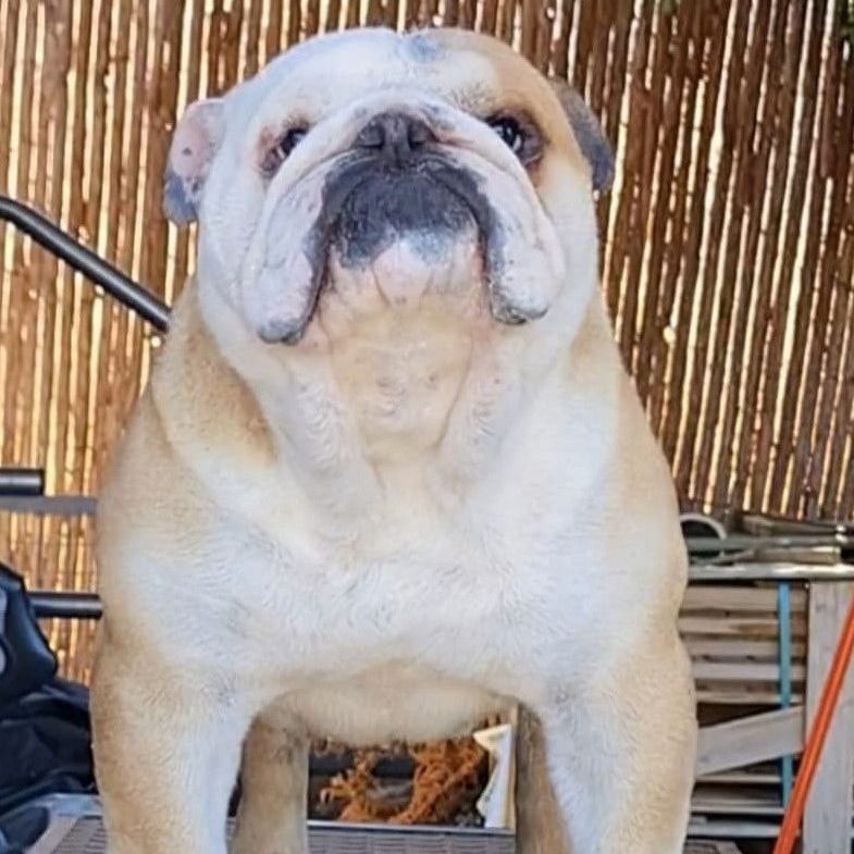 Kinderbull The Only Brave Peanut - Kinderbull - Bulldog Inglés Kinderbull The Only Brave Peanut - Kinderbull - Bulldog Inglés