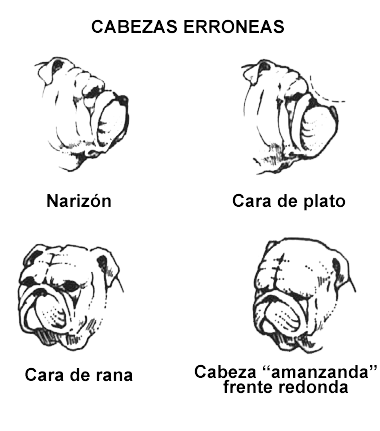 Bulldog Inglés cabeza incorrecta Bulldog Inglés cabeza incorrecta