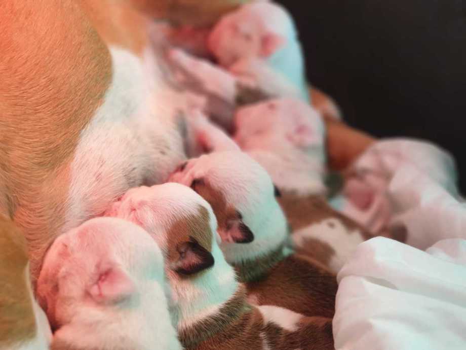 Cachorros Bulldog Inglés - Kinderbull Cachorros Bulldog Inglés - Kinderbull