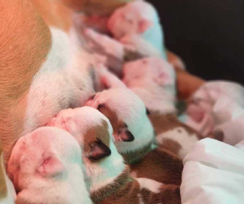 Cachorros Bulldog Inglés - Kinderbull Cachorros Bulldog Inglés - Kinderbull