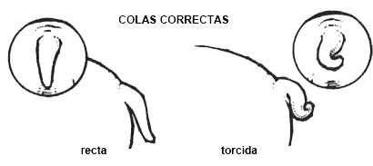 Bulldog Inglés cola Bulldog Inglés cola