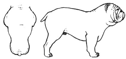 Bulldog Inglés cuerpo Bulldog Inglés cuerpo
