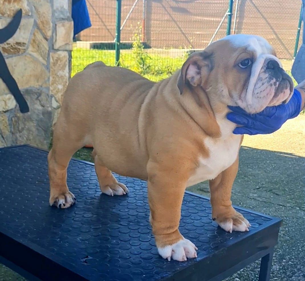 Kinderbull Kill ´Em All - Kinderbull - Bulldog Inglés Kinderbull Kill ´Em All - Kinderbull - Bulldog Inglés