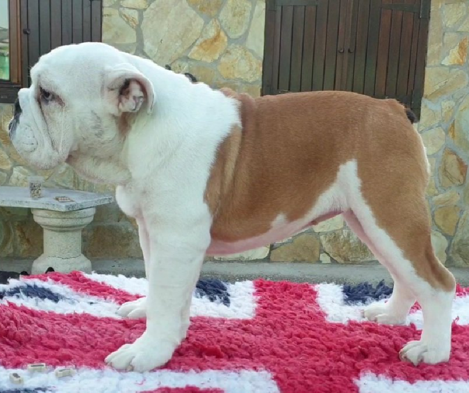 Cachorros Bulldog Inglés - Kinderbull Cachorros Bulldog Inglés - Kinderbull
