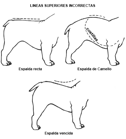 Bulldog Inglés cuerpo incorrecto Bulldog Inglés cuerpo incorrecto