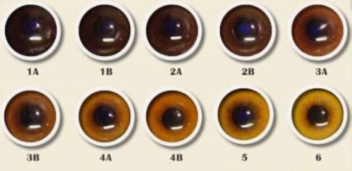 ADRK Rottweiler color de ojos ADRK Rottweiler color de ojos