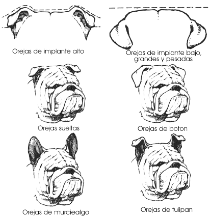 Bulldog Inglés orejas en rosa Bulldog Inglés orejas en rosa