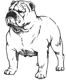 Bulldog Inglés apariencia Bulldog Inglés apariencia