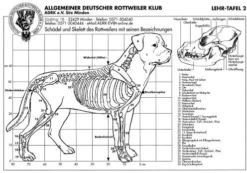 ADRK Rottweiler tamaño y peso