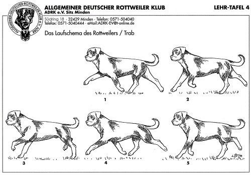 ADRK Rottweiler movimiento ADRK Rottweiler movimiento