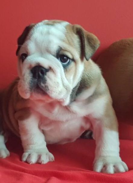 Cachorros Bulldog Inglés - Kinderbull Cachorros Bulldog Inglés - Kinderbull