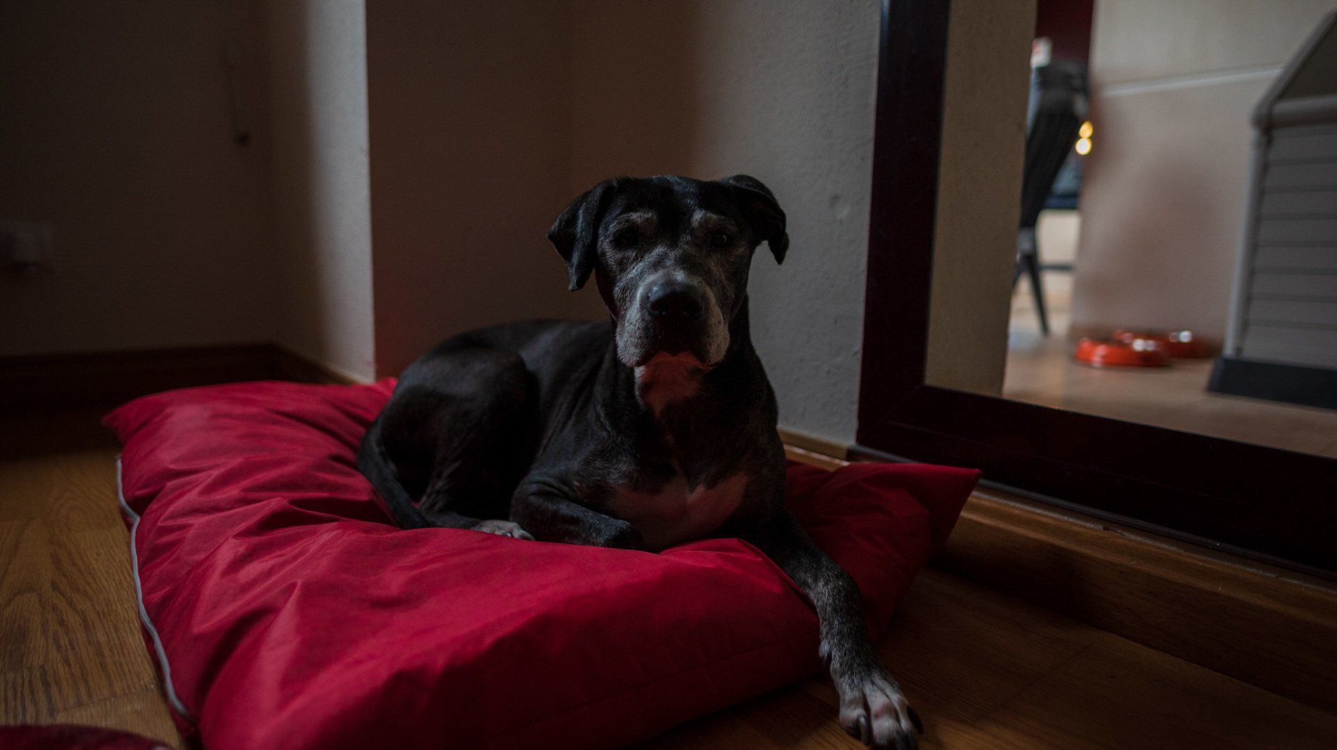 Sara&Rafa Boda Málaga mascota de la novia