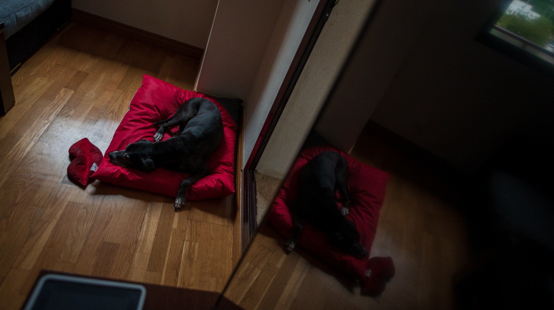 Sara&Rafa Boda Málaga mascota de la novia