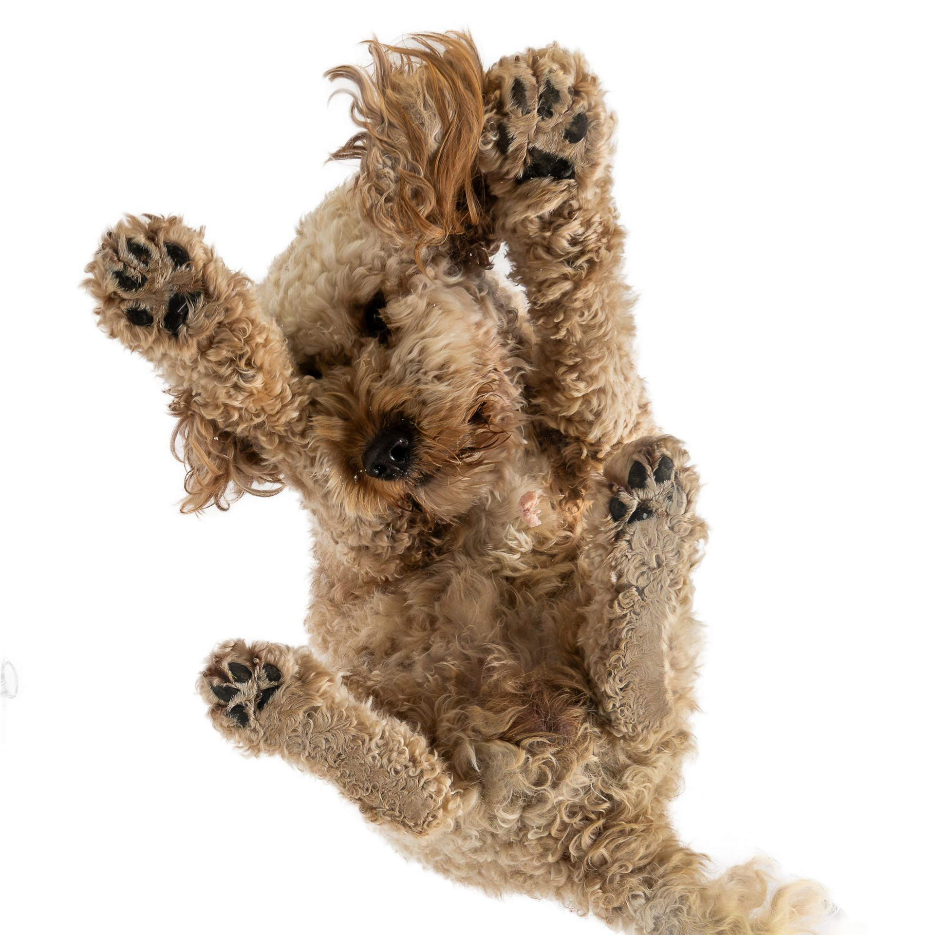 Ausdrucksstarke Hunde fotografie-kuhn